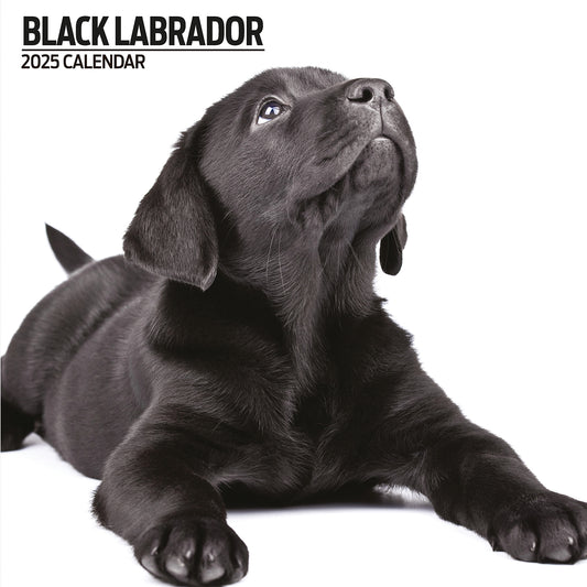 Black Labrador Modern Calendar 2025