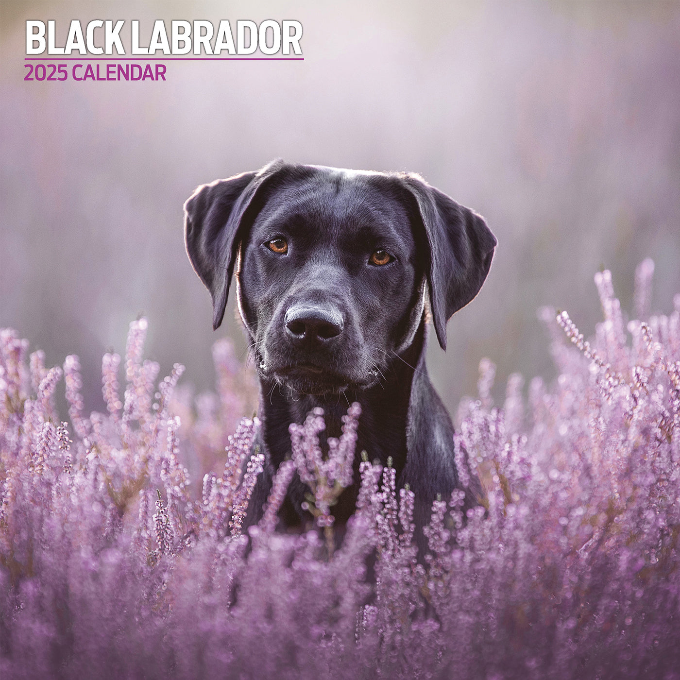 Labrador Black Traditional Calendar 2025 Lords & Labradors