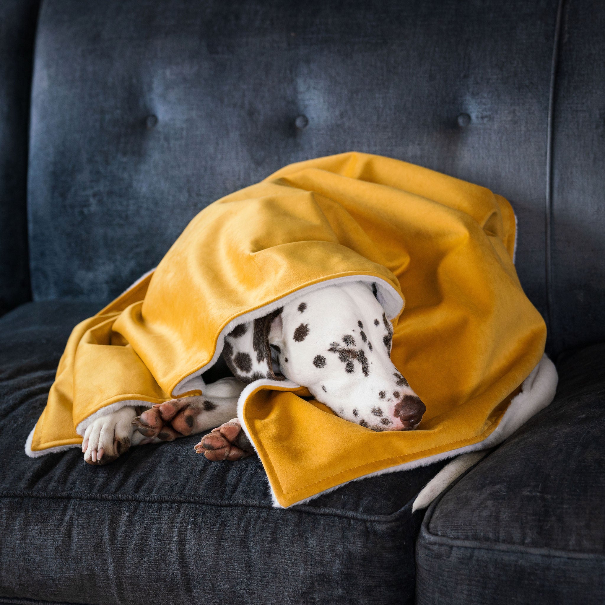 Dog Puppy Blanket in Saffron Velvet By Lords Labradors