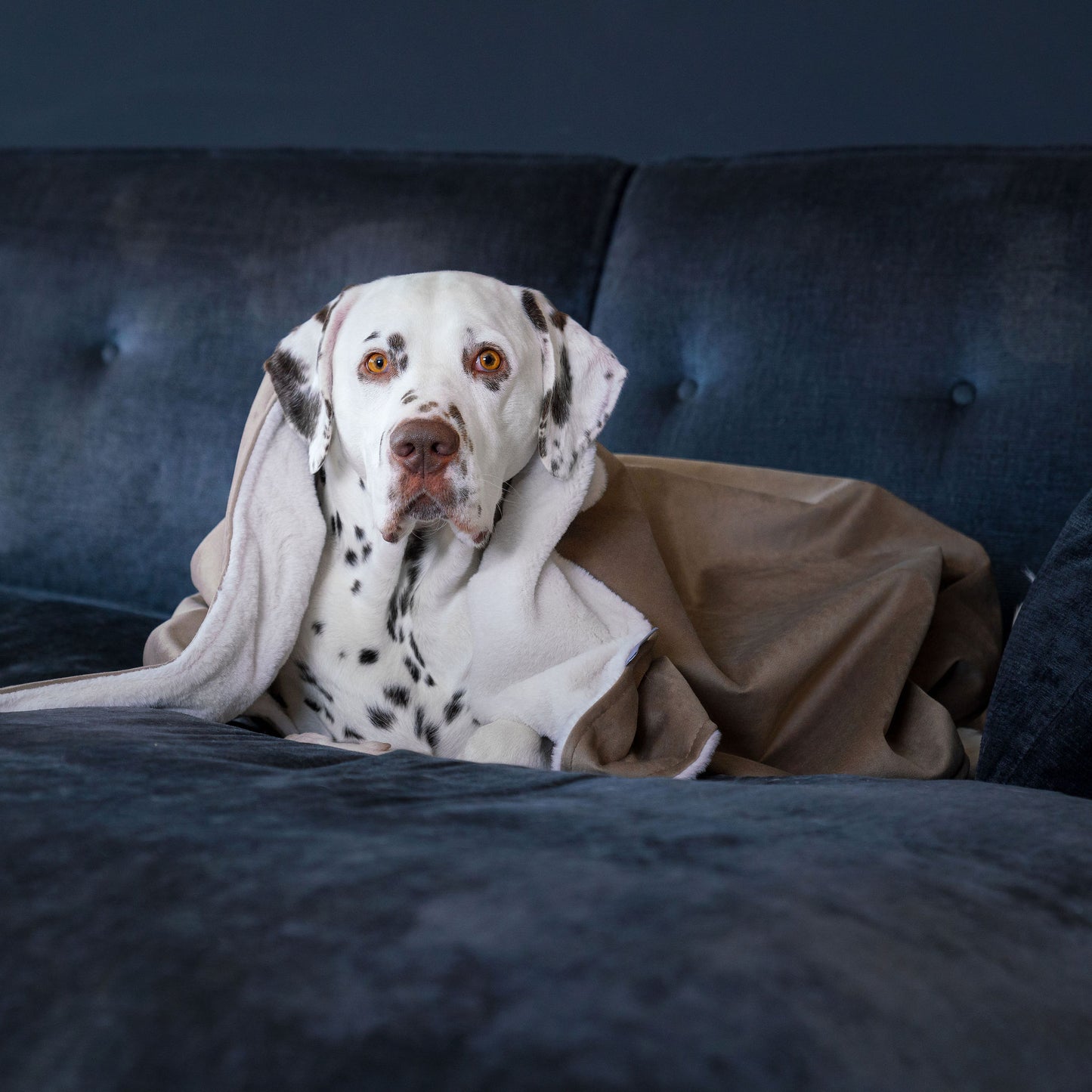 Dog & Puppy Blanket in Clay Velvet by Lords & Labradors