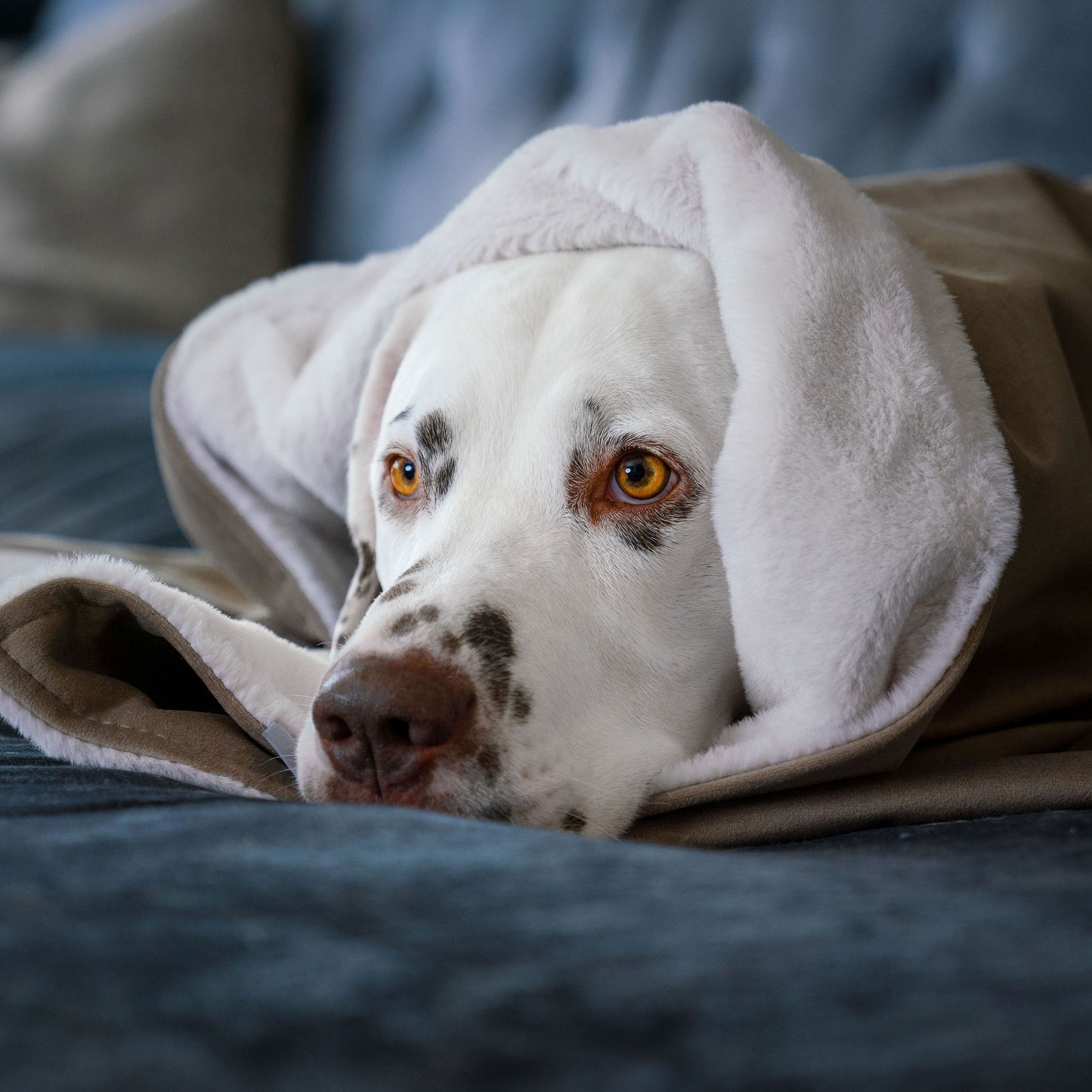 Dog & Puppy Blanket in Clay Velvet by Lords & Labradors