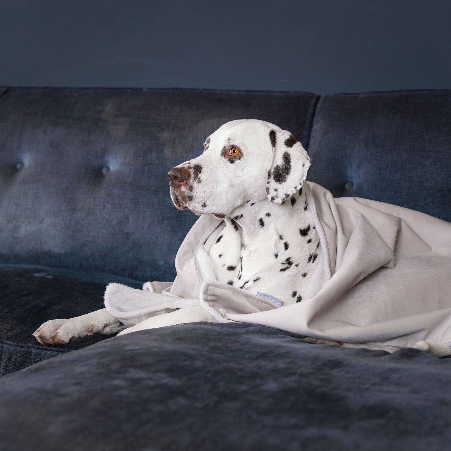 Dog & Puppy Blanket in Oyster Velvet by Lords & Labradors