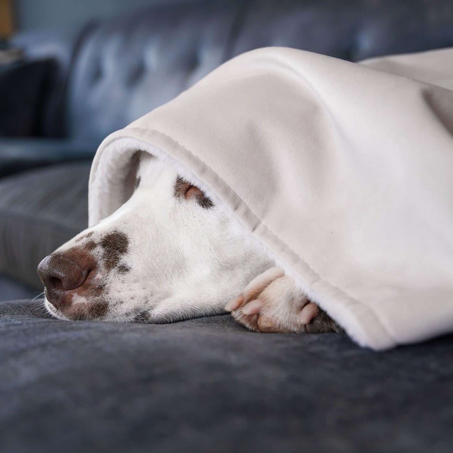 Dog & Puppy Blanket in Oyster Velvet by Lords & Labradors