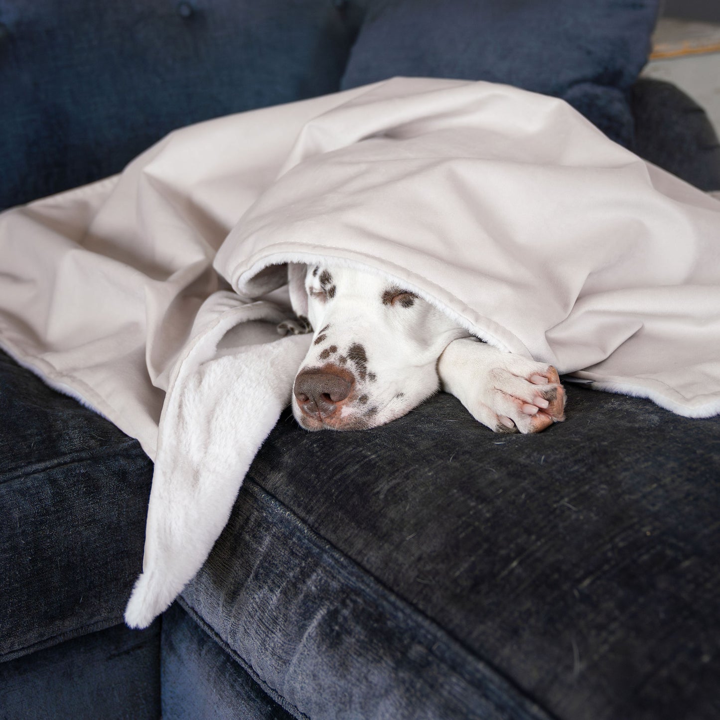 Dog & Puppy Blanket in Oyster Velvet by Lords & Labradors