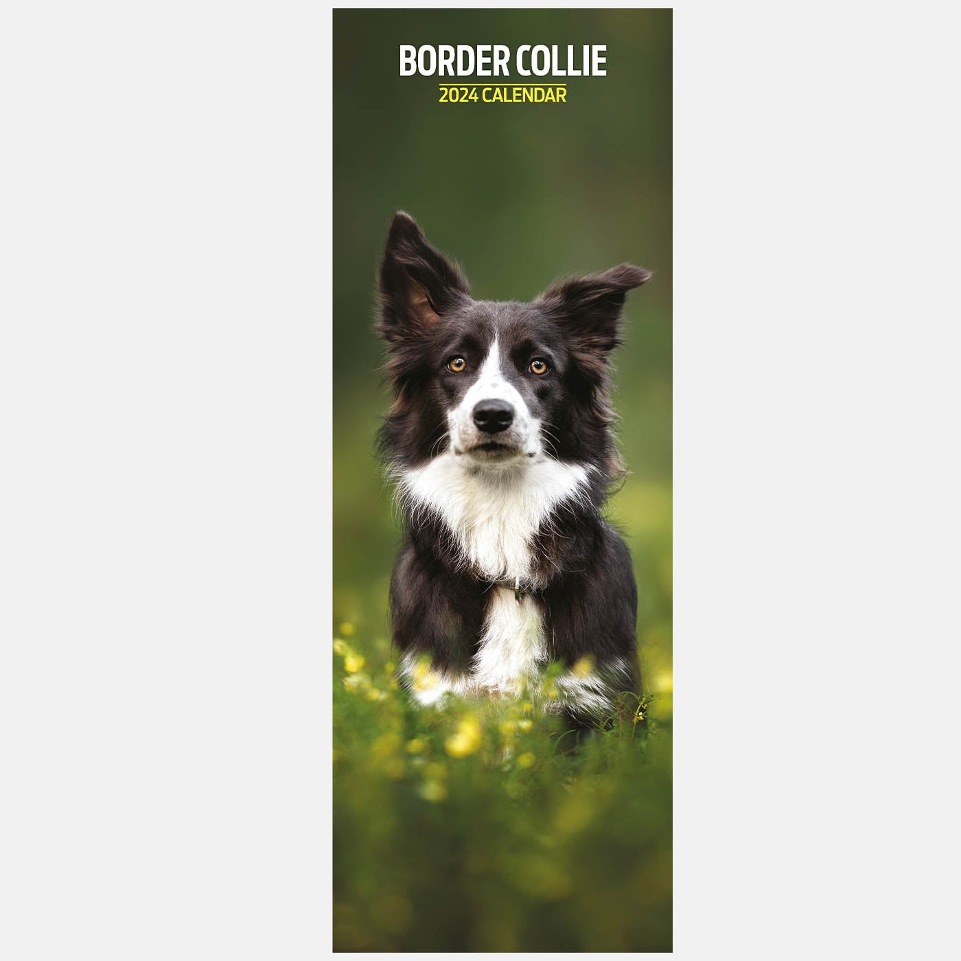 Border Collie 2024 Slim Calendar Gifting Lords & Labradors