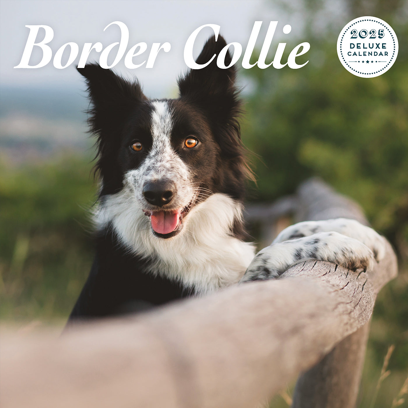 Border Collie Deluxe Calendar 2025 Lords & Labradors