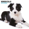 Border Collie Modern Calendar 2025