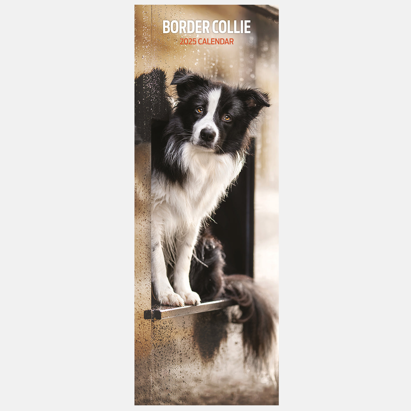 Border Collie Slim Calendar 2025