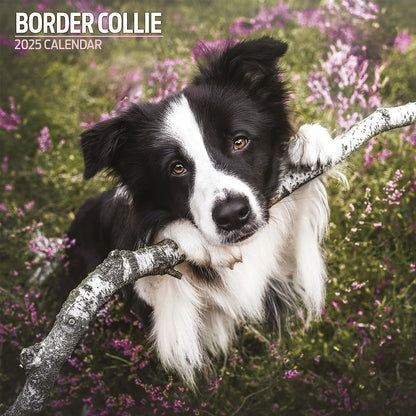 Border Collie Traditional Calendar 2025