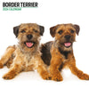 Border Terrier Modern Calendar 2024