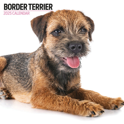 Border Terrier Modern Calendar 2025