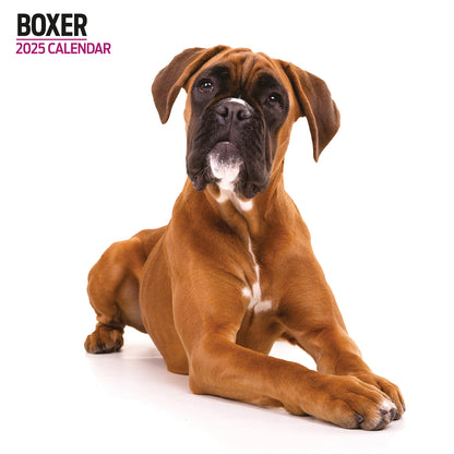 Boxer Modern Calendar 2025