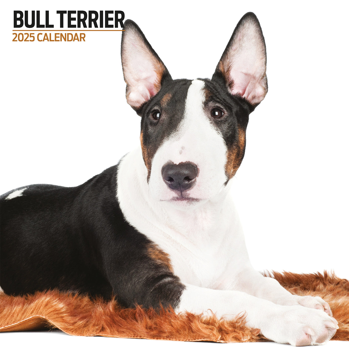 Bull Terrier Modern Calendar 2025