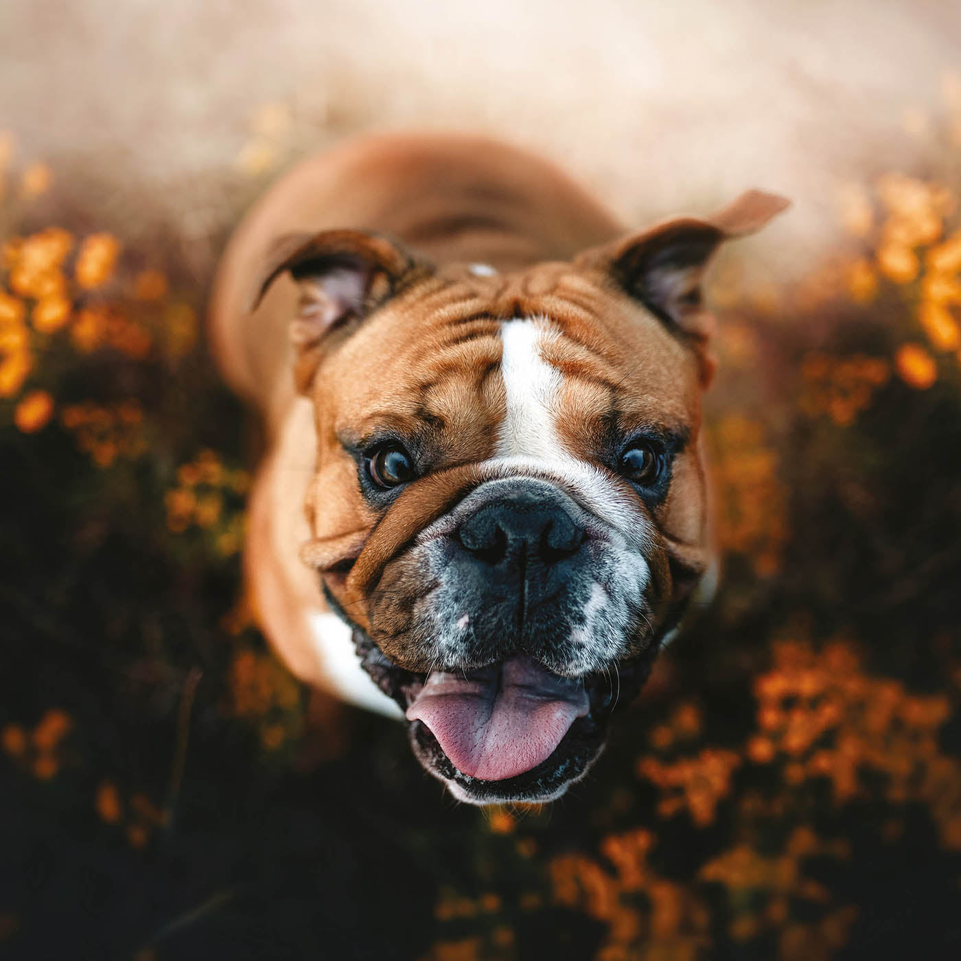 English bulldog clearance supplies