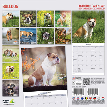 Bulldog Traditional Calendar 2025