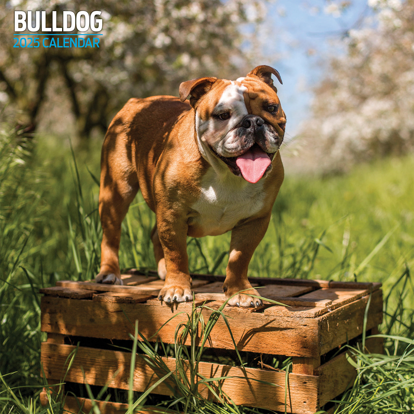 Bulldog Traditional Calendar 2025 Lords & Labradors