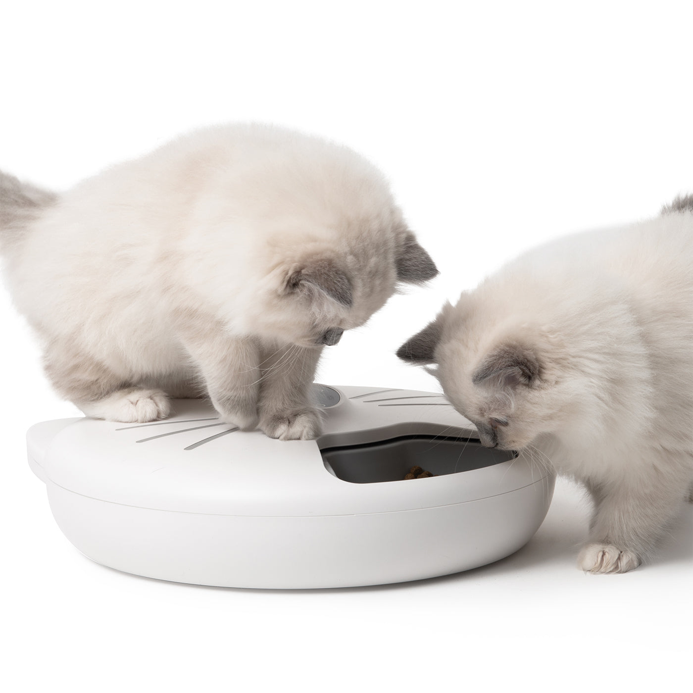 Cat feeder store that recognizes cat