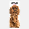 Cavalier King Charles Slim Calendar 2025