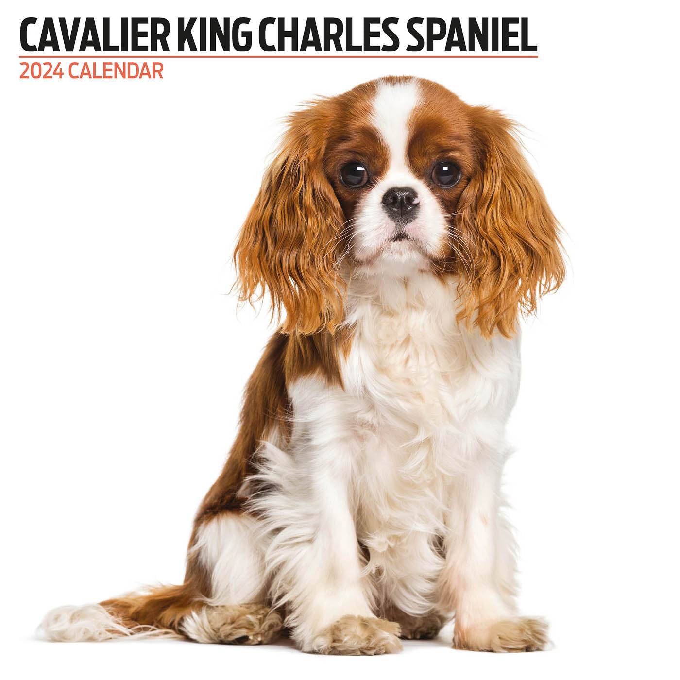 Cavalier King Charles Spaniel 2024 Modern Calendar Gifting Lords