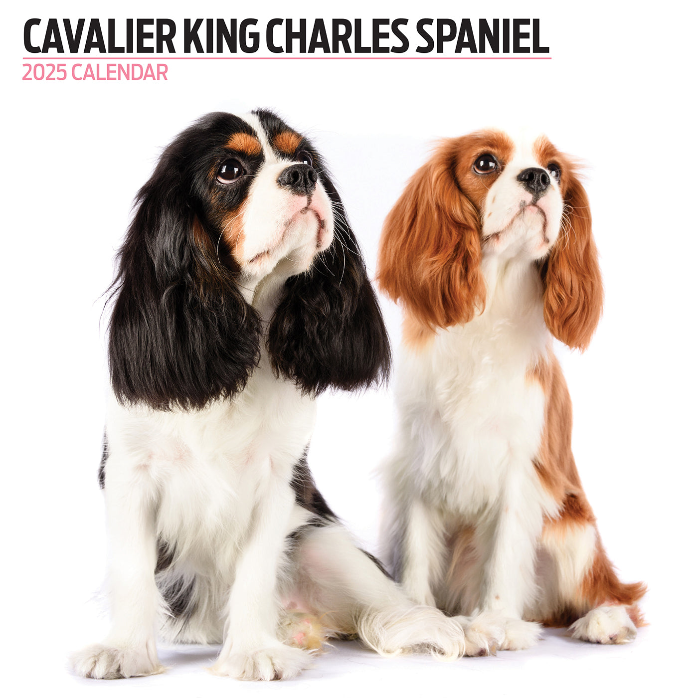 Cavalier King Charles Spaniel Modern Calendar 2025