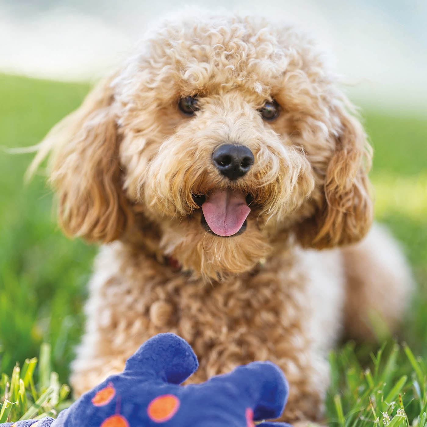 Best food for cavapoo hot sale uk