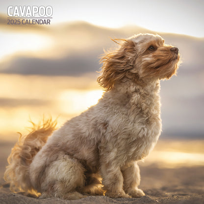 Cavapoo Traditional Calendar 2025