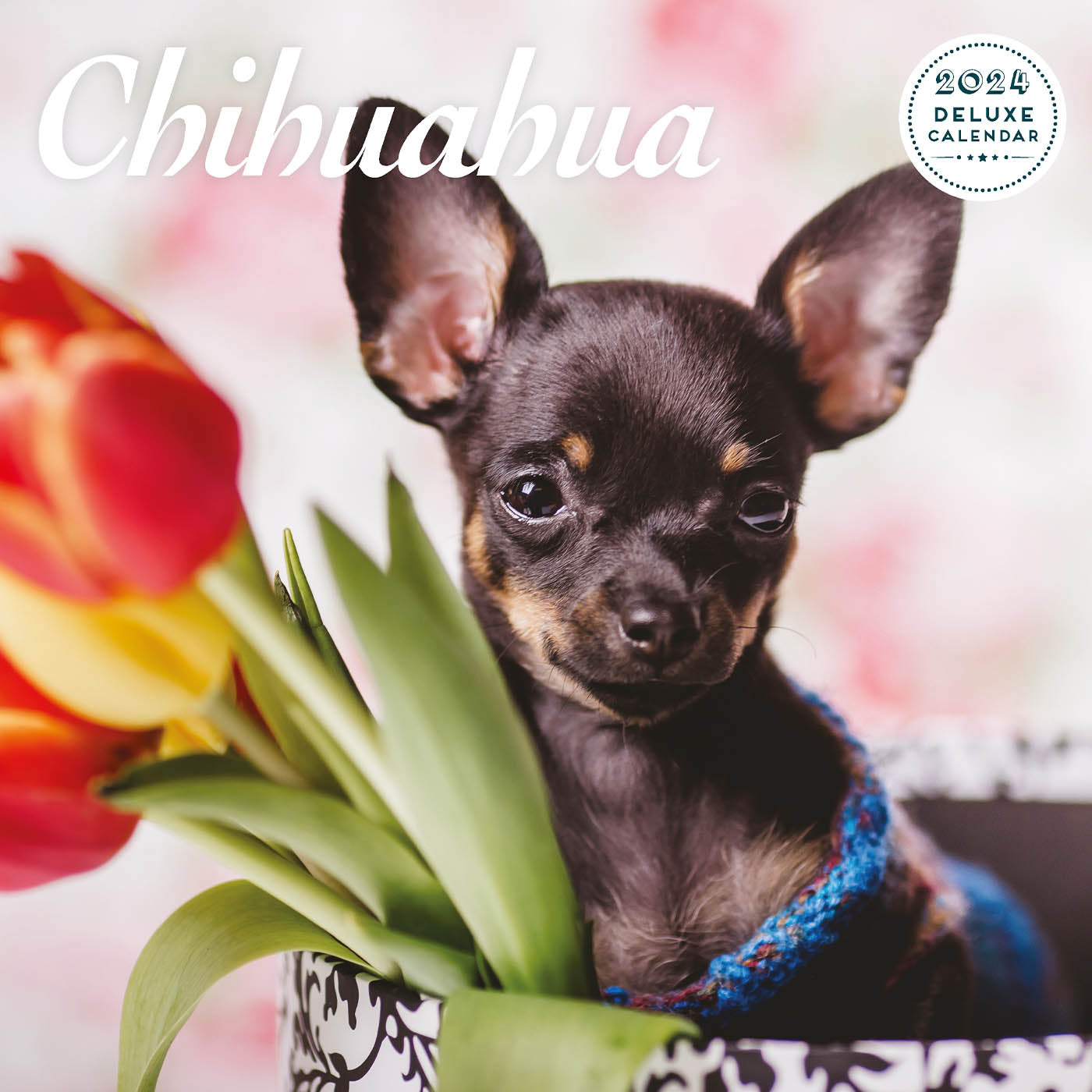 Chihuahua Deluxe Calendar 2024 Lords Labradors   ChihuahuaDeluxeCalendar20242 