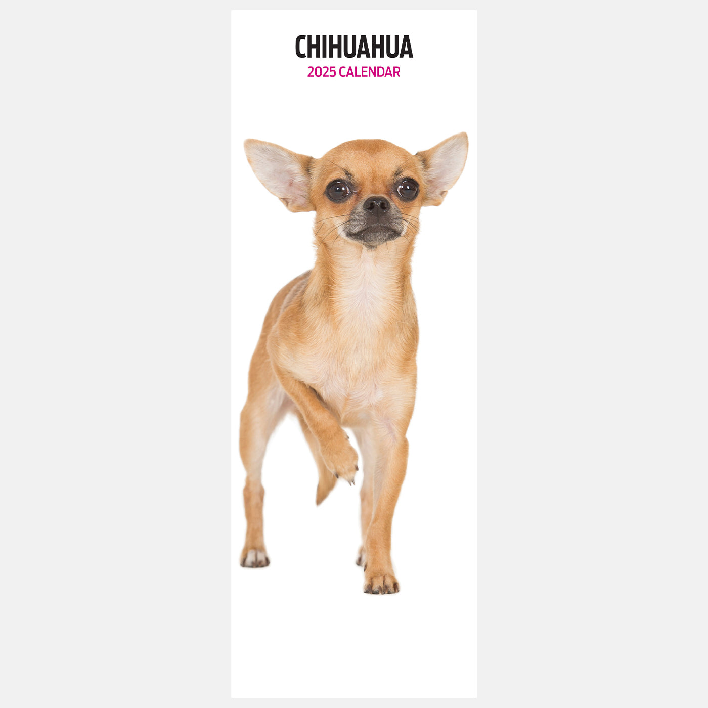 Chihuahua Slim Calendar 2025