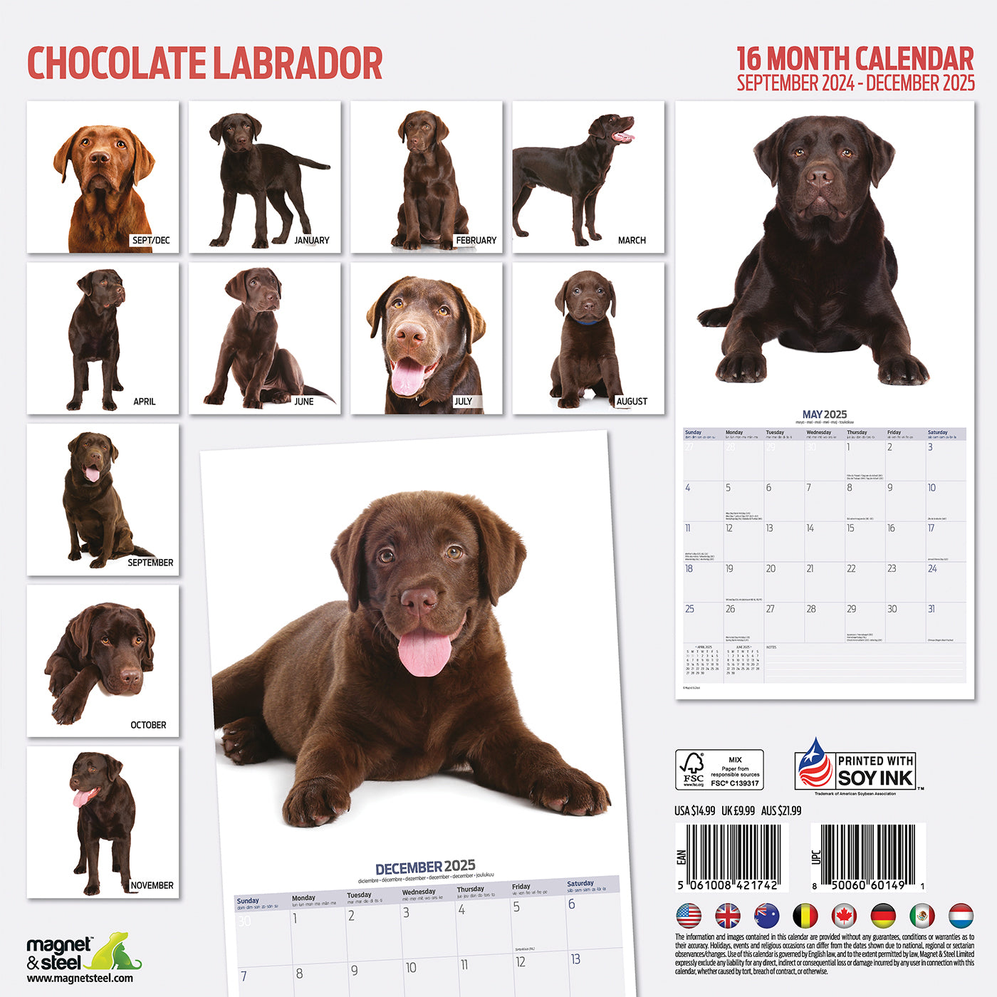 Chocolate Labrador Modern Calendar 2025