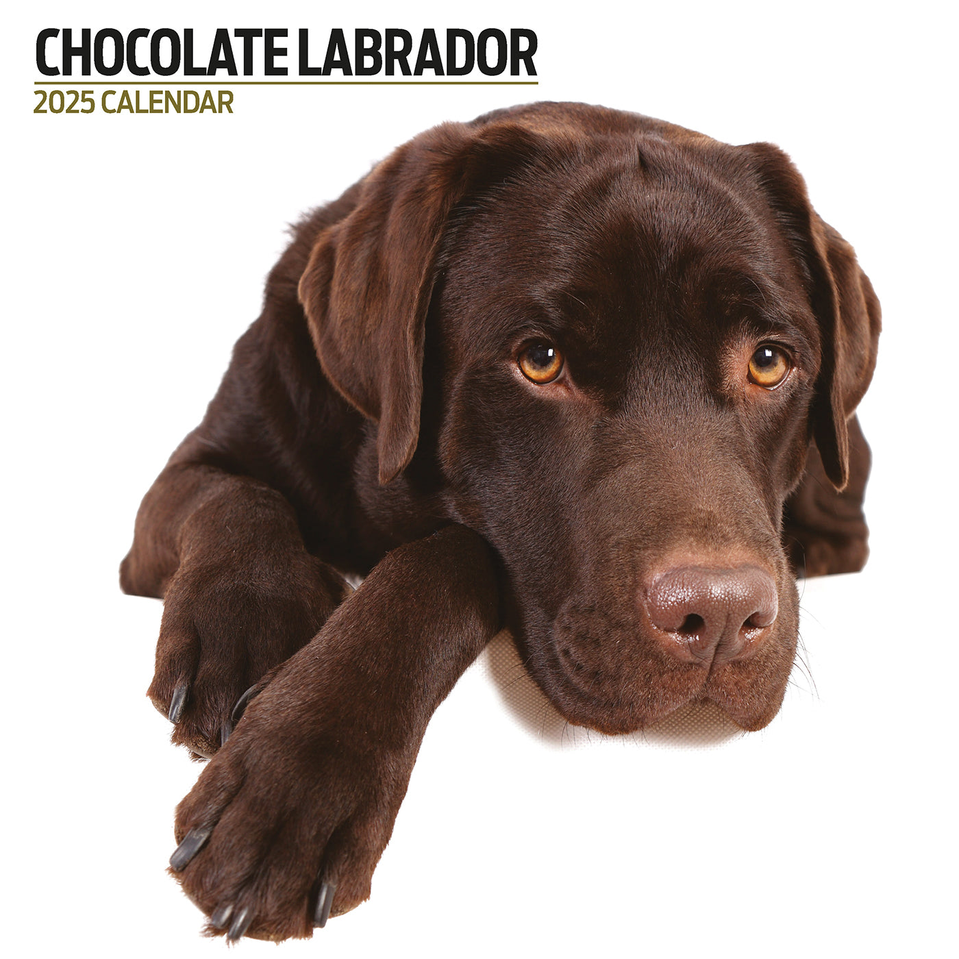 Chocolate Labrador Modern Calendar 2025