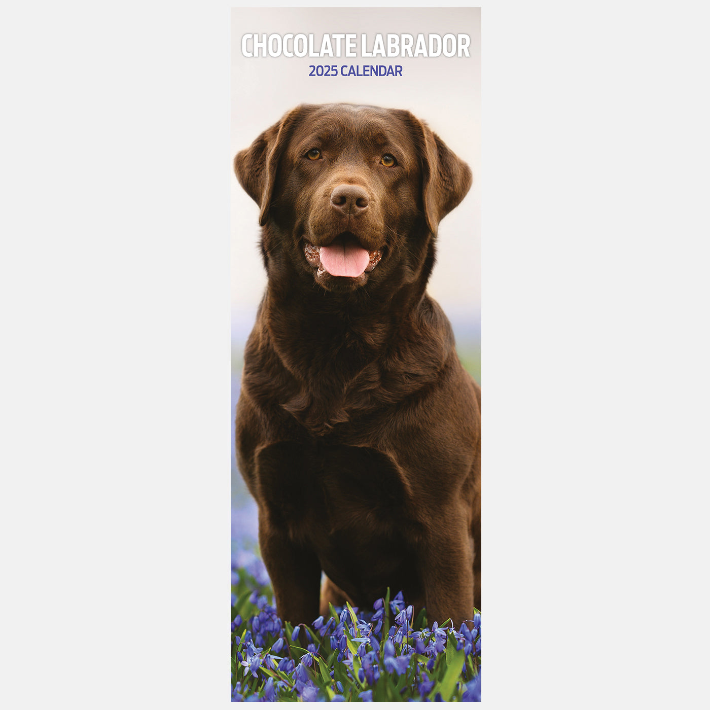 Labrador Chocolate Slim Calendar 2025 Lords & Labradors