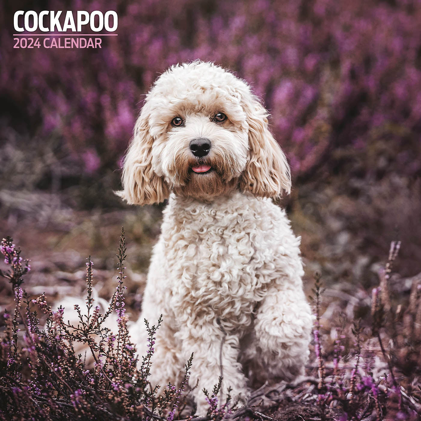 Cockapoo 2024 Traditional Calendar Gifting Lords & Labradors