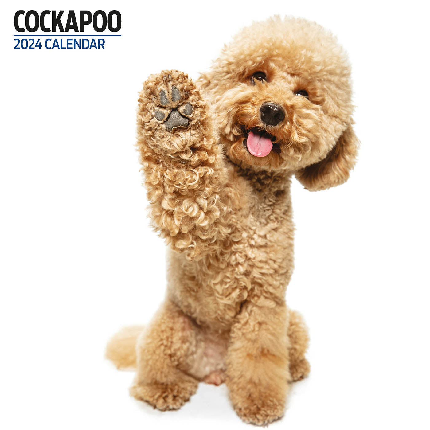 Cockapoo 2024 Modern Calendar Gifting Lords & Labradors