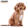 Cockapoo Modern Calendar 2025