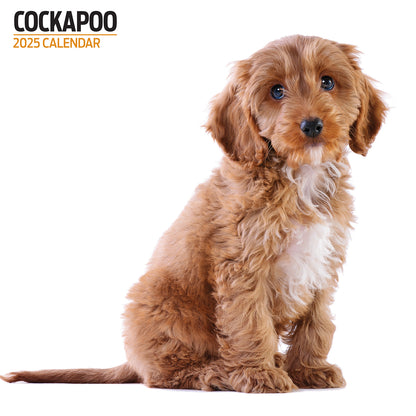 Cockapoo Modern Calendar 2025