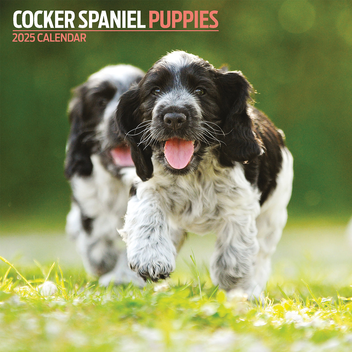 Cocker Spaniel Puppies Traditional Calendar 2025