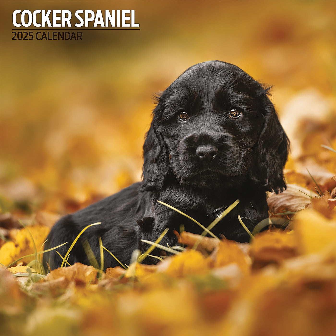 Cocker Spaniel Traditional Calendar 2025