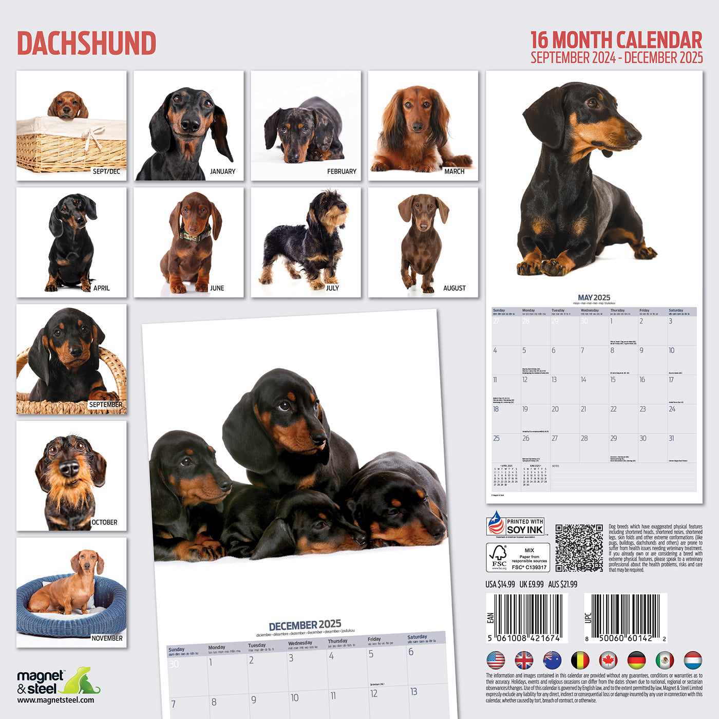 Dachshund Modern Calendar 2025