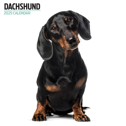 Dachshund Modern Calendar 2025