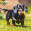 Dachshund Traditional Calendar 2025