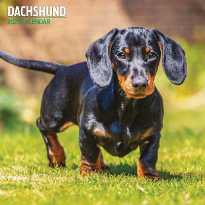 Dachshund Traditional Calendar 2025