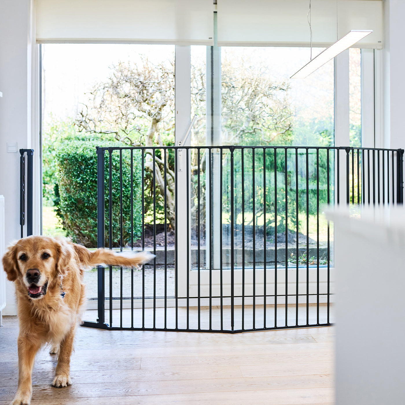 Dog gates that open best sale