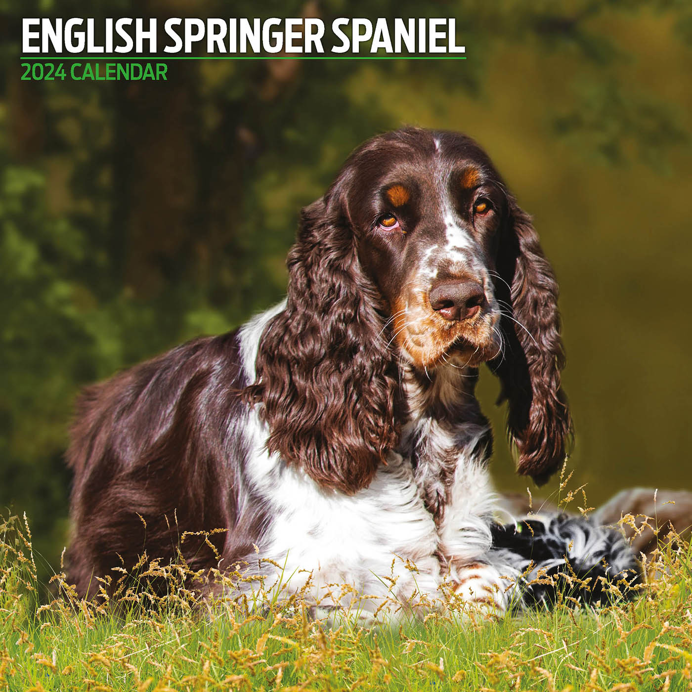 English Springer Spaniel 2024 Traditional Calendar Gifting Lords