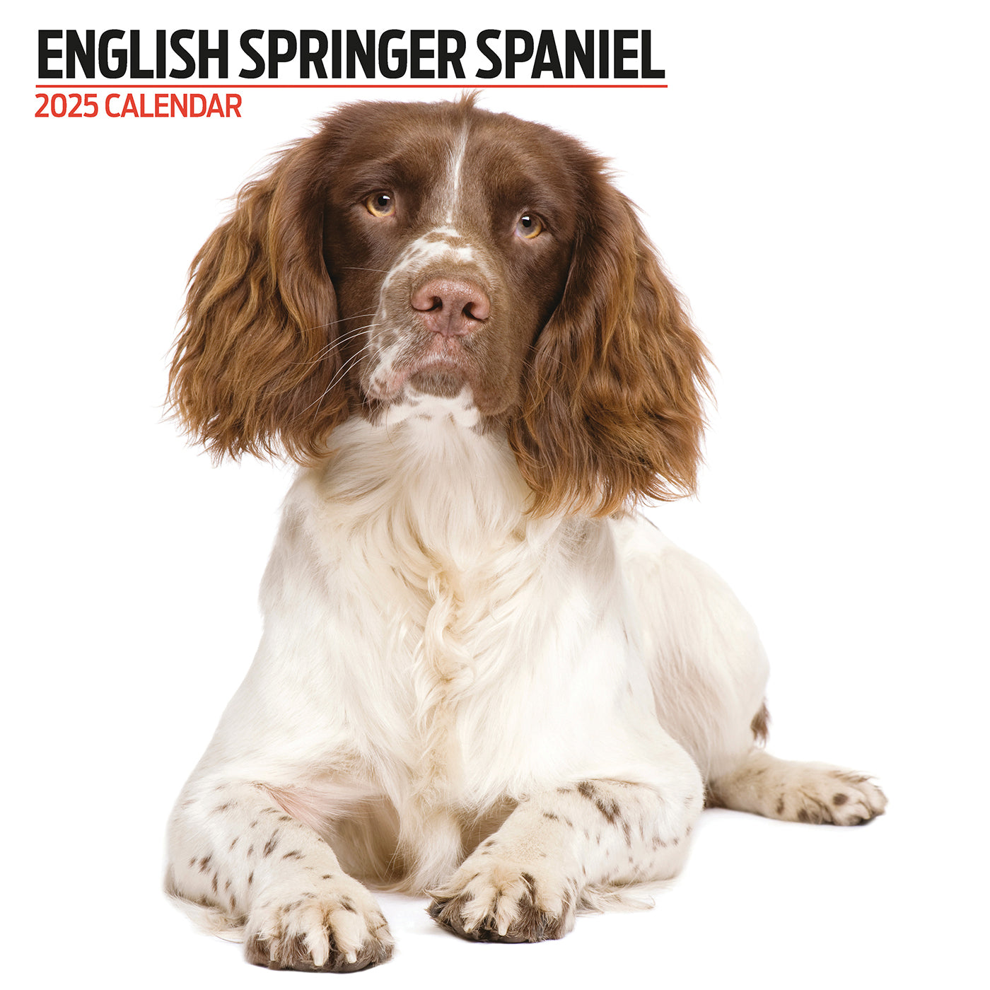 English Springer Spaniel Modern Calendar 2025