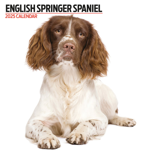 English Springer Spaniel Modern Calendar 2025