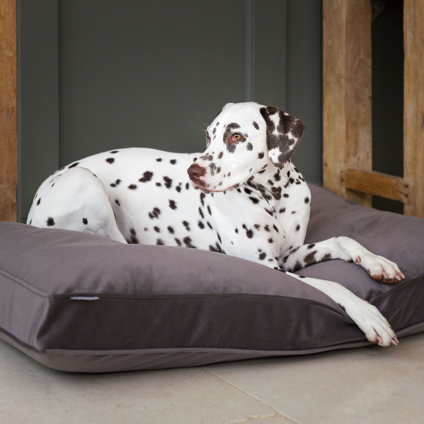 Dog Cushion in Silt Velvet by Lords & Labradors