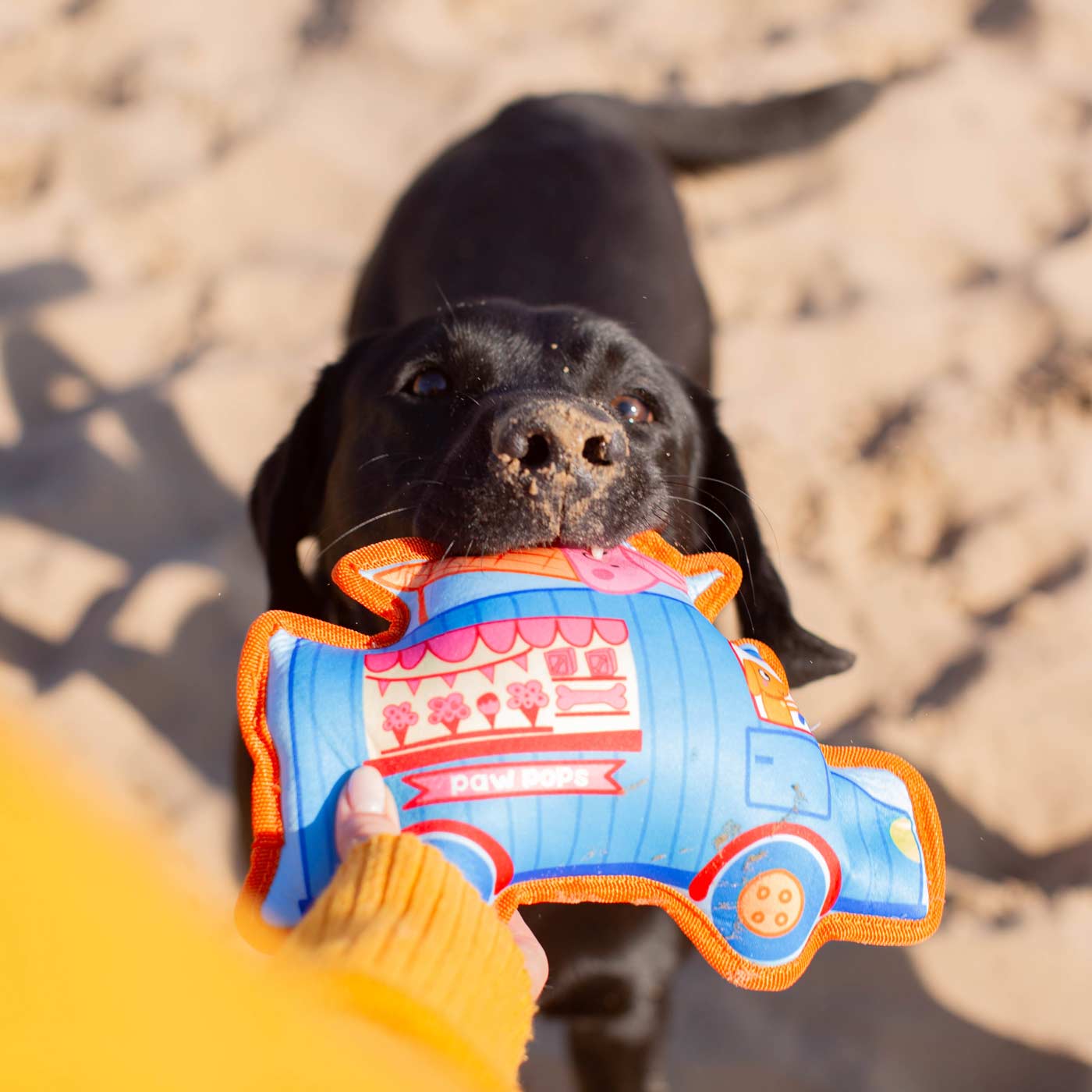 Floating shop dog toy