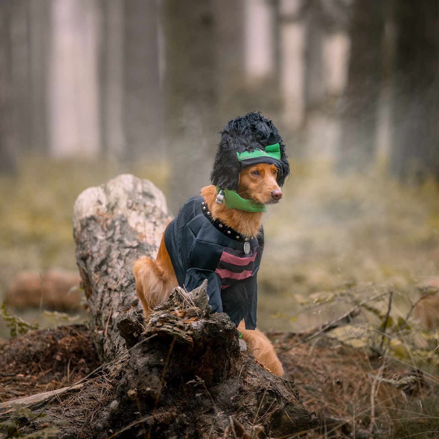 Frankenpup Dog Costume