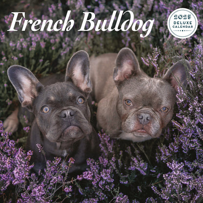 French Bulldog Deluxe Calendar 2025