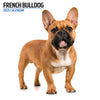 French Bulldog Modern Calendar 2025